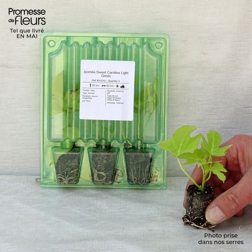 Spécimen de Ipomée Sweet Caroline Light Green Mini-motte Ø 3/4 cm, Livré en plant de 5 à 10 cm de hauteur tel que livré au printemps