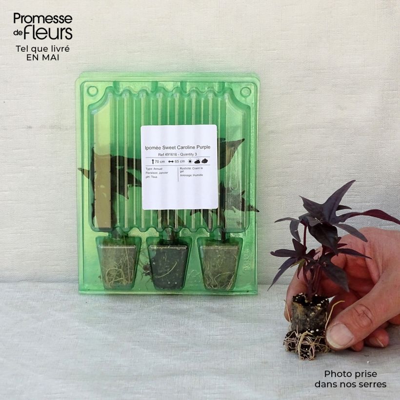 Spécimen de Ipomée Sweet Caroline Purple Mini-motte Ø 3/4 cm, Livré en plant de 5 à 10 cm de hauteur tel que livré au printemps