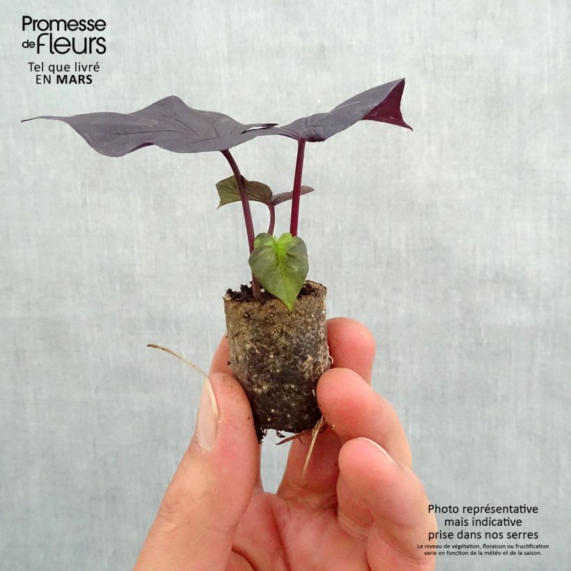 Example of Ipomée Sweet Heart Jet Black Mini-motte Ø 3/4 cm, Livré en plant vert de 5 à 10 cm de hauteur as you get in printemps