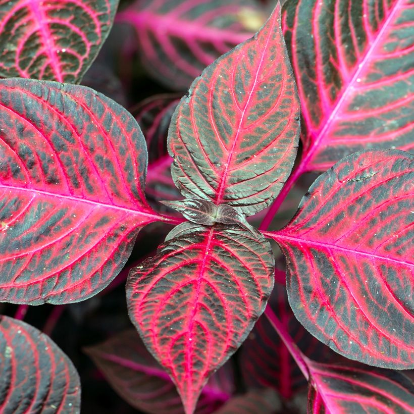 Iresine herbstii Bloodleaf (Feuillage)