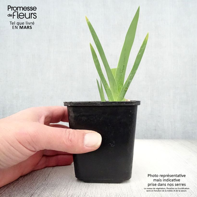 Spécimen de Iris Germanica Cimmaron Strip Godet de 8/9 cm, Calibre 4/6 tel que livré au printemps