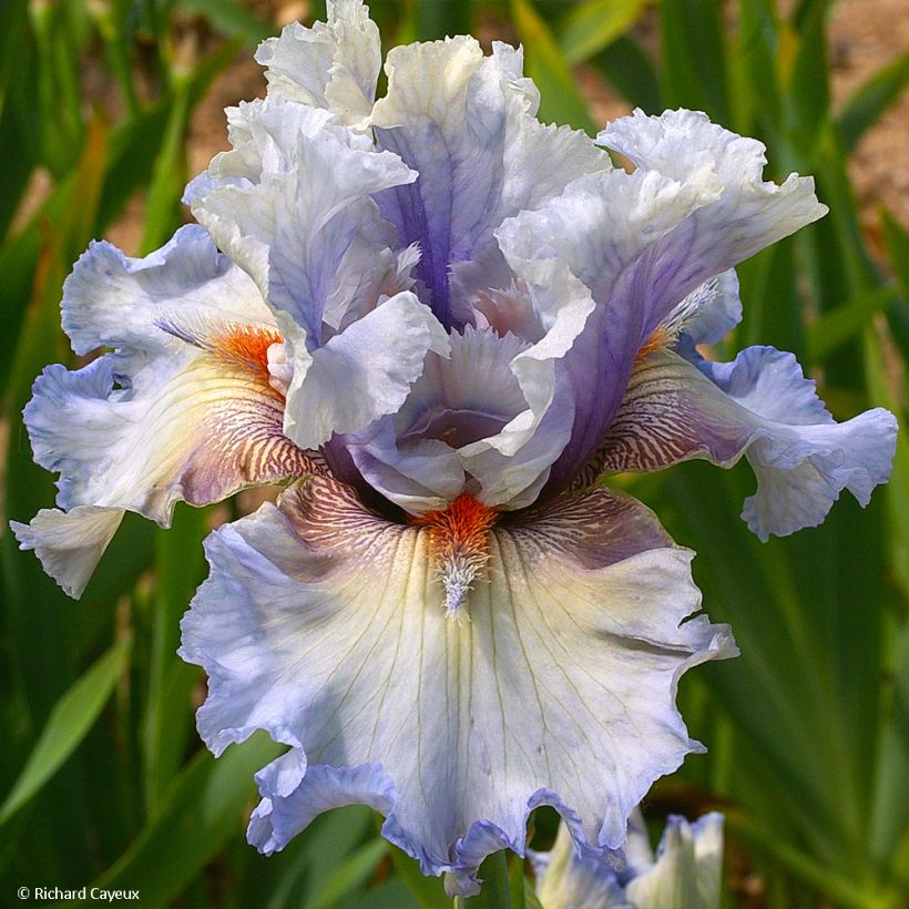 Iris germanica Buvard - Iris des Jardins (Floraison)
