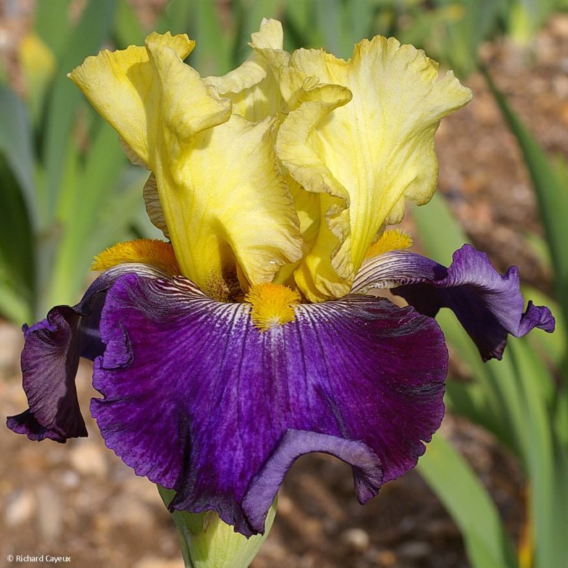 Iris germanica Je Vole - Iris des Jardins (Floraison)