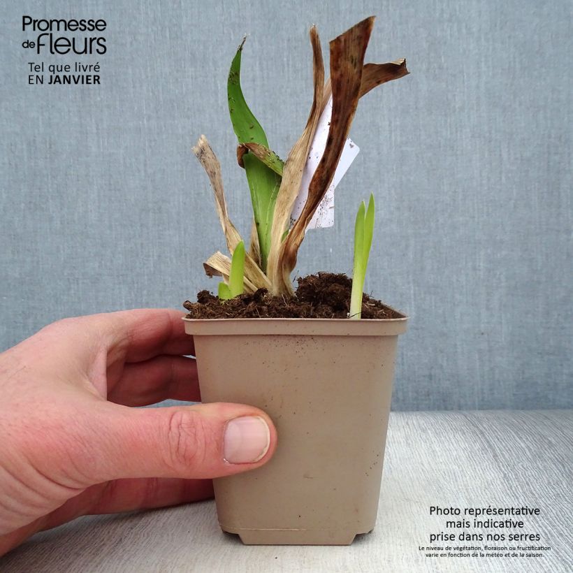 Spécimen de Iris Germanica Masque Noir - Iris des Jardins Godet de 8/9 cm tel que livré en hiver