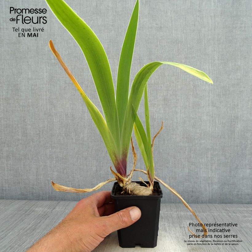 Spécimen de Iris Germanica So beau - Iris des Jardins Godet de 8/9 cm tel que livré au printemps