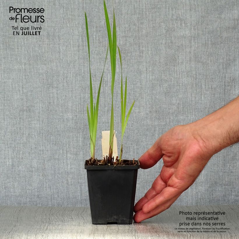 Spécimen de Iris Harpswell Happiness - Iris de Sibérie Godet de 8/9 cm tel que livré en été