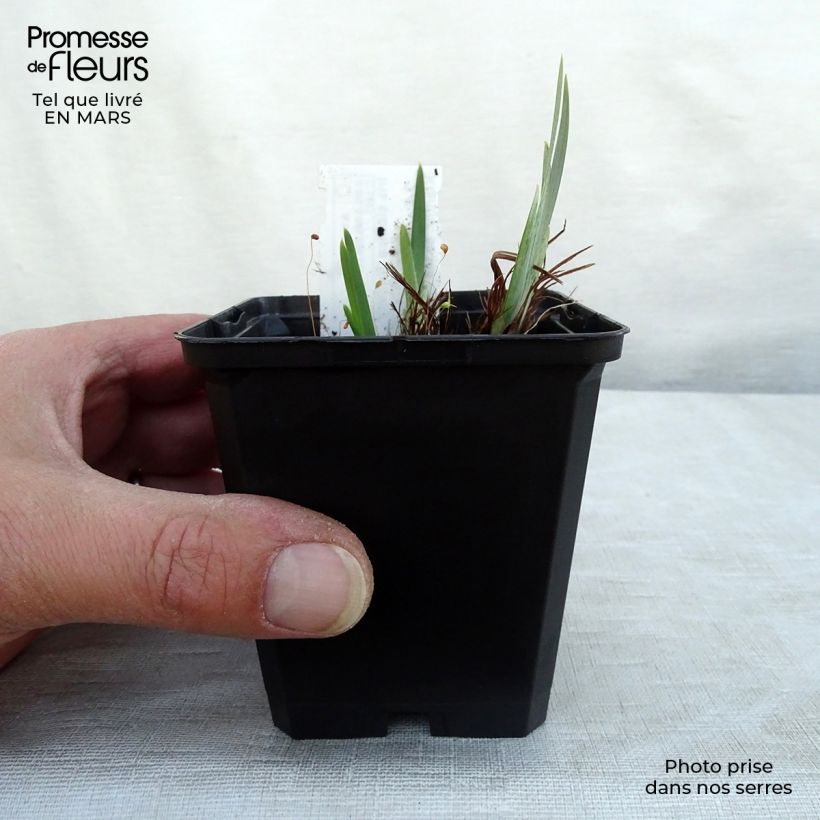 Spécimen de Iris Ruffled Velvet - Iris de Sibérie Godet de 8/9 cm tel que livré au printemps