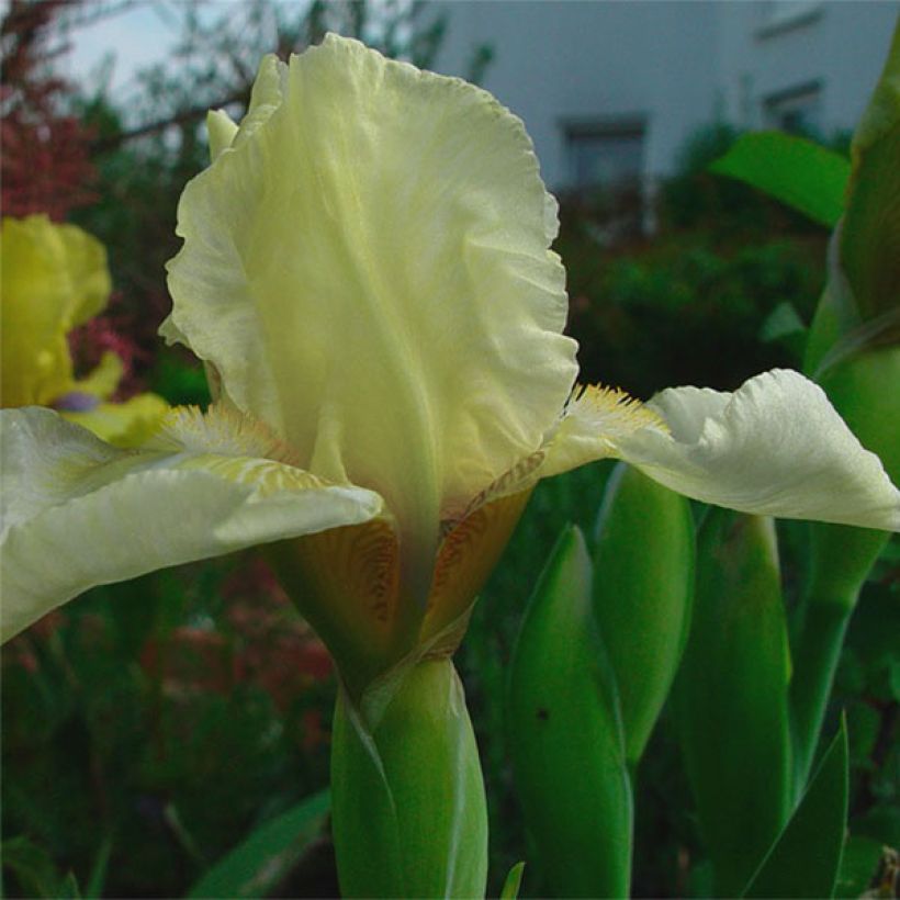 Iris Barbata-Media Maui Moonlight (Floraison)