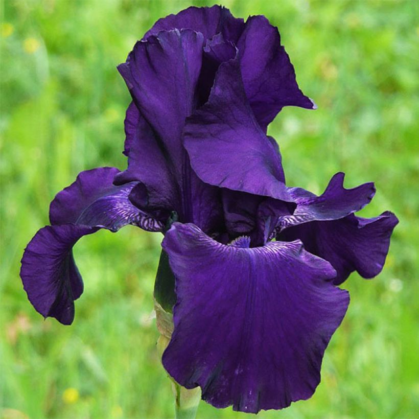 Iris Barbata-Elatior Superstition (Floraison)