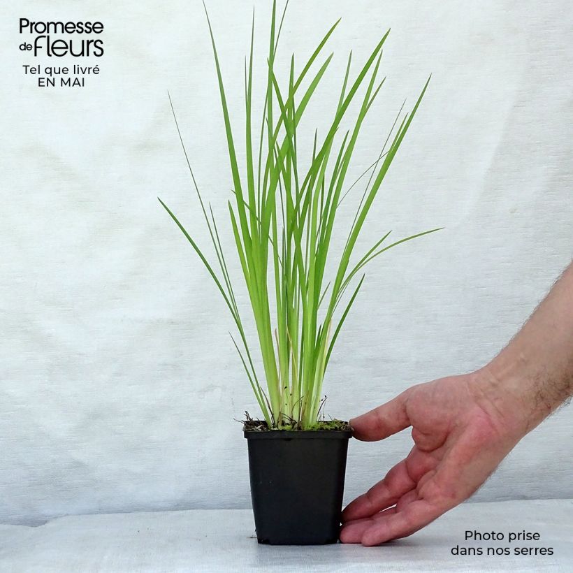 Spécimen de Iris bulleyana Godet de 8/9 cm tel que livré au printemps