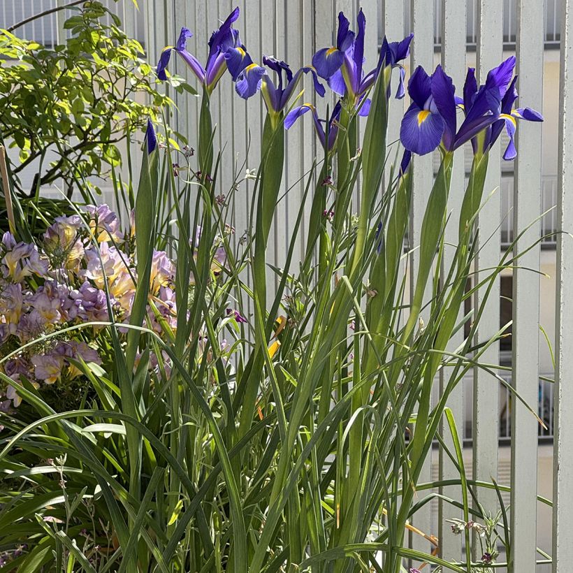 Iris de Hollande Blue Magic (Plant habit)