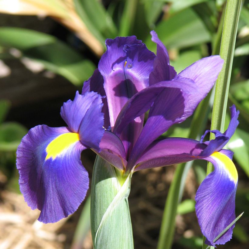 Iris de Hollande Purple Sensation (Flowering)