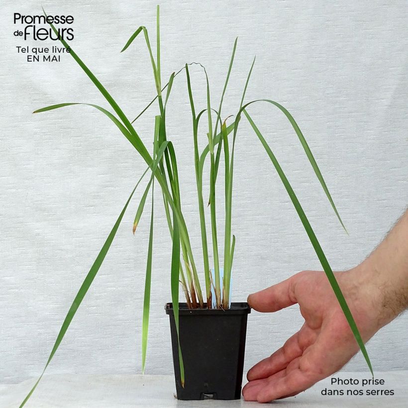 Spécimen de Iris de Sibérie - Iris sibirica Caesar's Brother Godet de 8/9 cm tel que livré au printemps