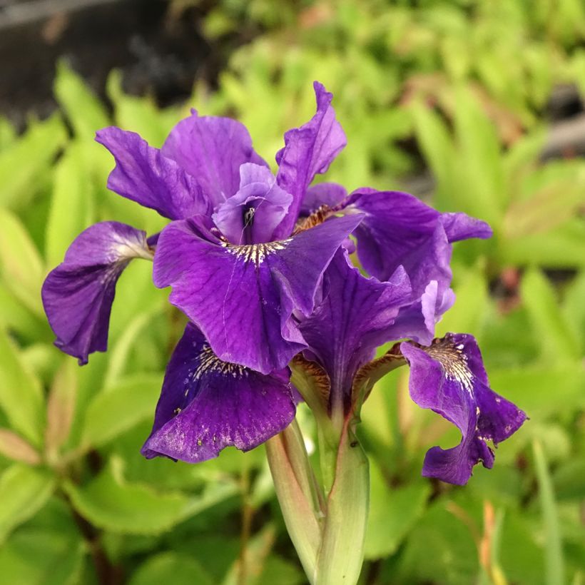 Iris de Sibérie - Iris sibirica Caesar's Brother (Floraison)