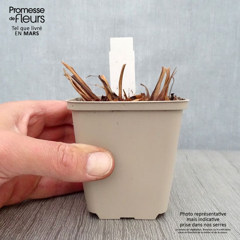 Spécimen de Iris de Sibérie - Iris sibirica Rikugi Sakura Godet de 8/9 cm tel que livré au printemps