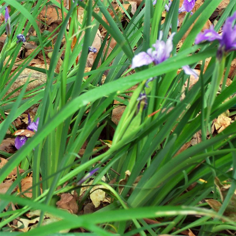 Iris douglasiana (Feuillage)