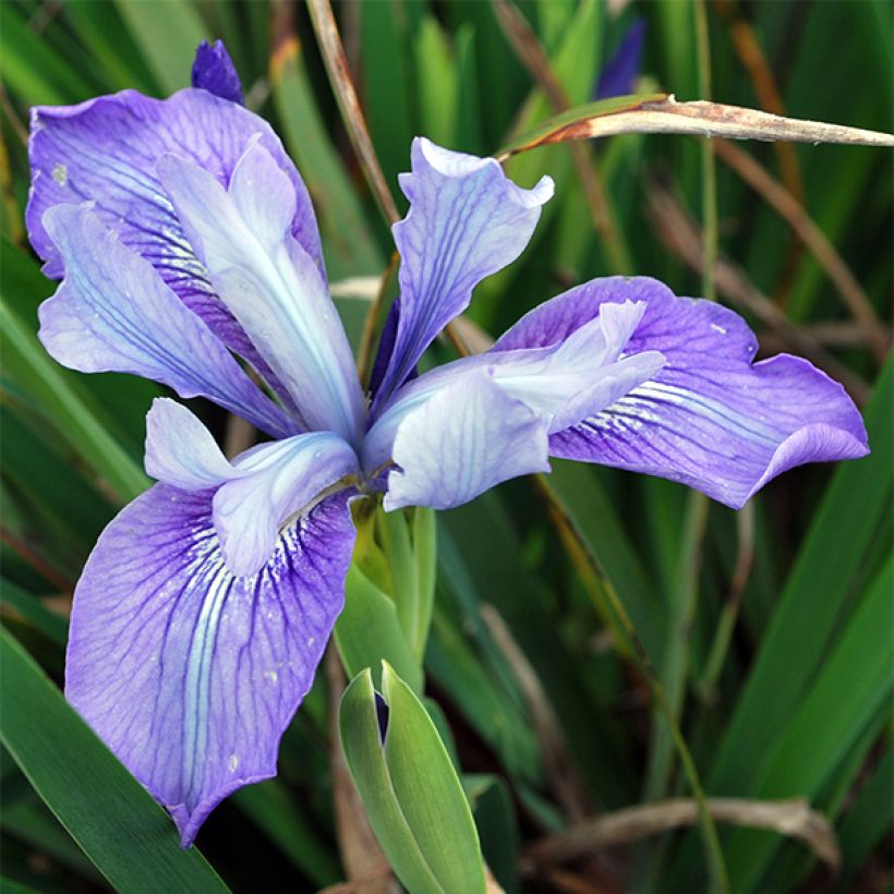 Iris douglasiana (Floraison)