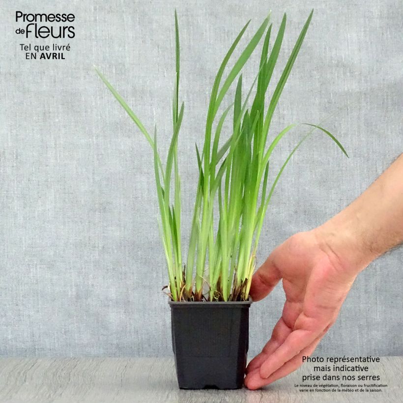 Spécimen de Iris du Japon - Iris ensata Dainagon Godet de 8/9 cm tel que livré au printemps