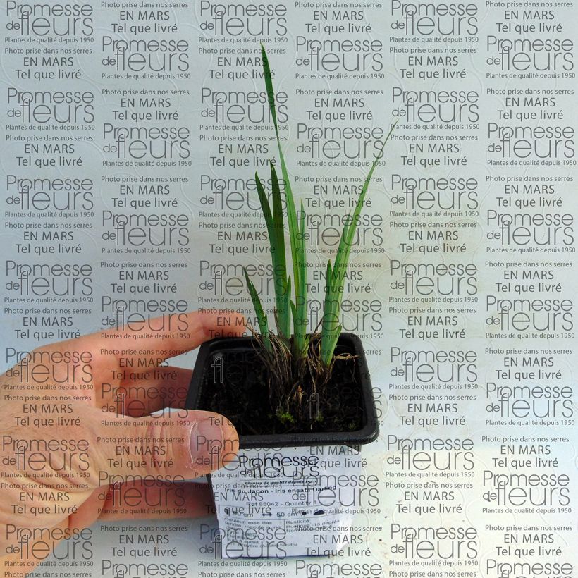 Exemple de spécimen de Iris du Japon - Iris ensata Darling Godet de 8/9 cm tel que livré