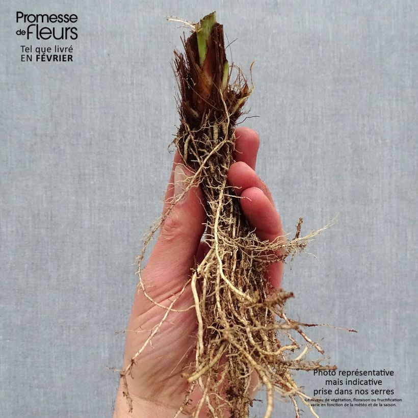 Spécimen de Iris du Japon - Iris ensata Harlequinesque Racines nues, Qualité premium tel que livré en hiver