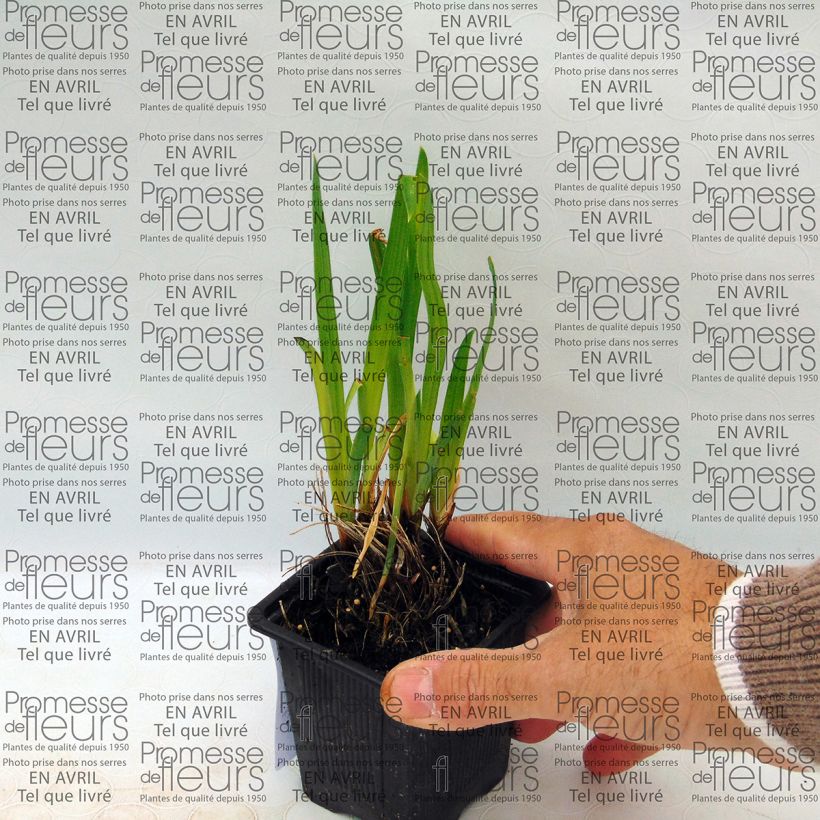 Exemple de spécimen de Iris du Japon - Iris ensata Iedo Mishiski Godet de 8/9 cm tel que livré