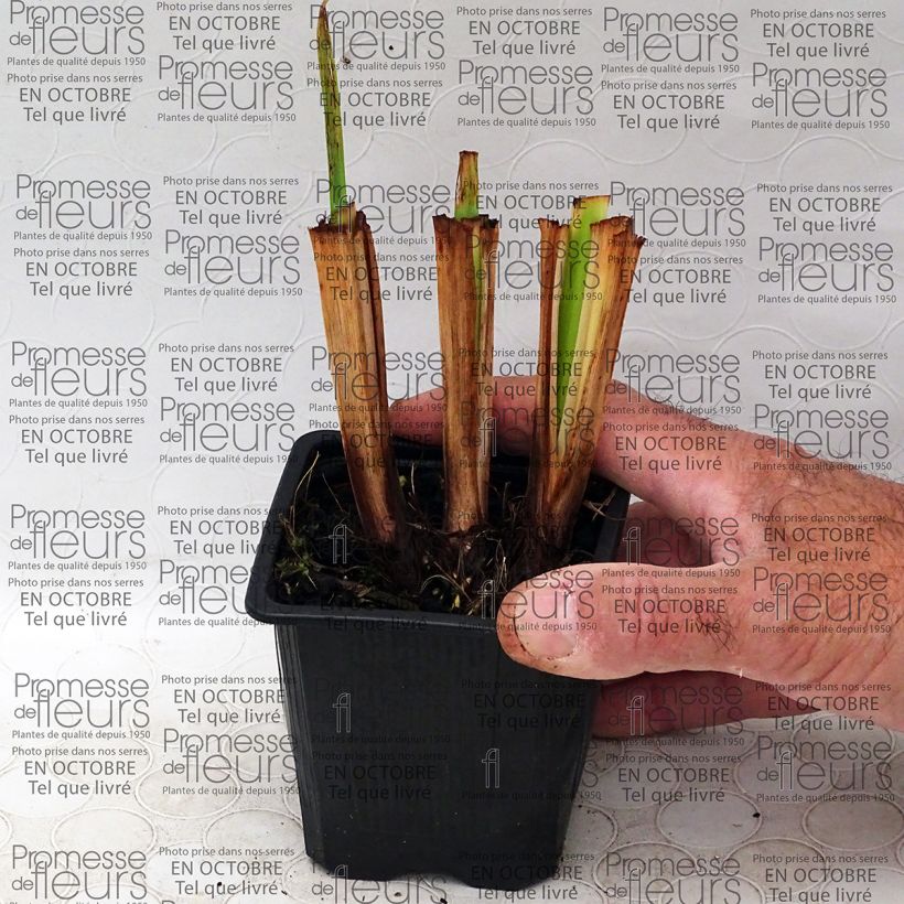 Exemple de spécimen de Iris du Japon - Iris ensata Illumination Godet de 8/9 cm tel que livré