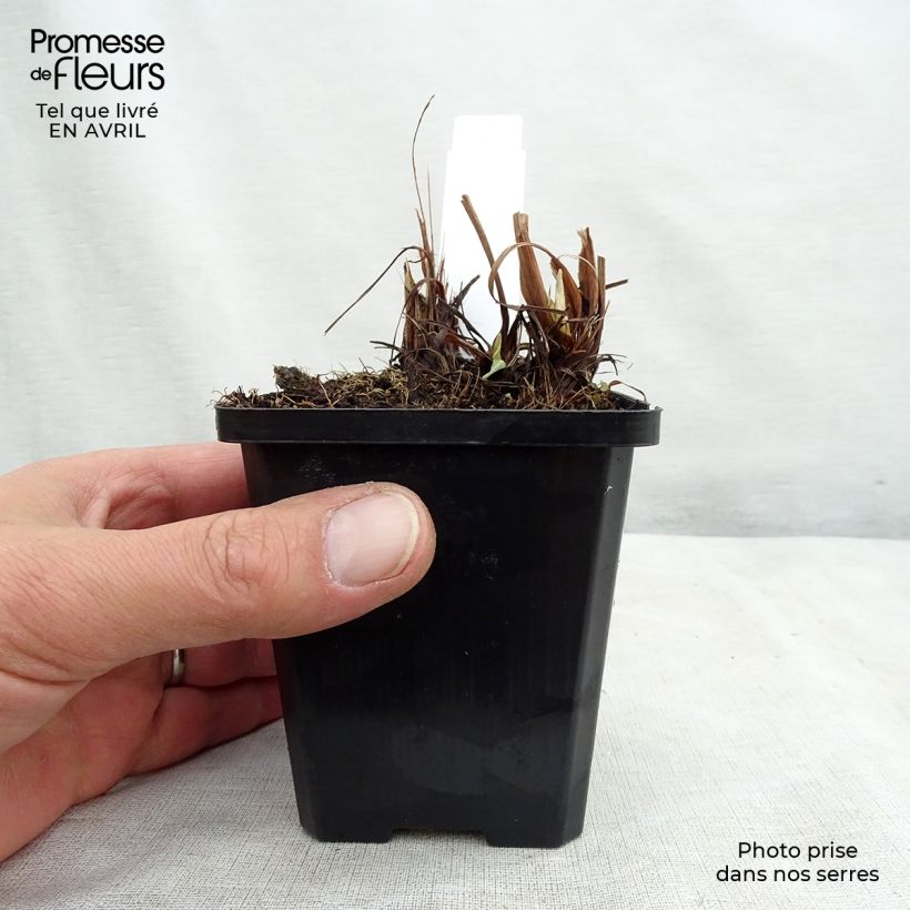 Example of Iris du Japon - Iris ensata Variegata Godet de 8/9 cm as you get in printemps