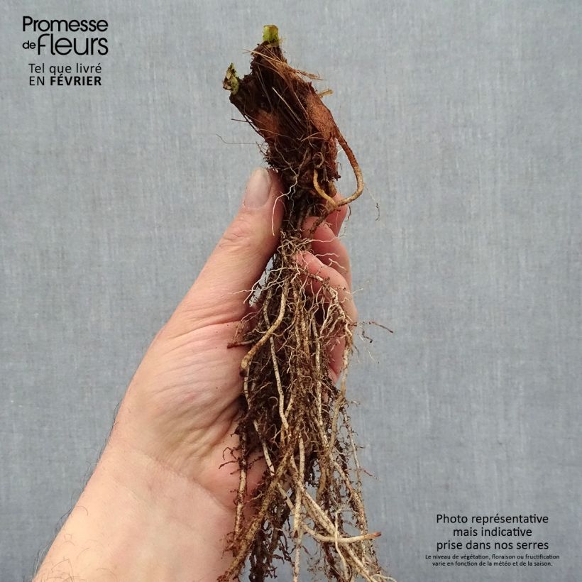 Example of Iris du Japon - Iris ensata Variegata Racines nues, Qualité premium as you get in hiver