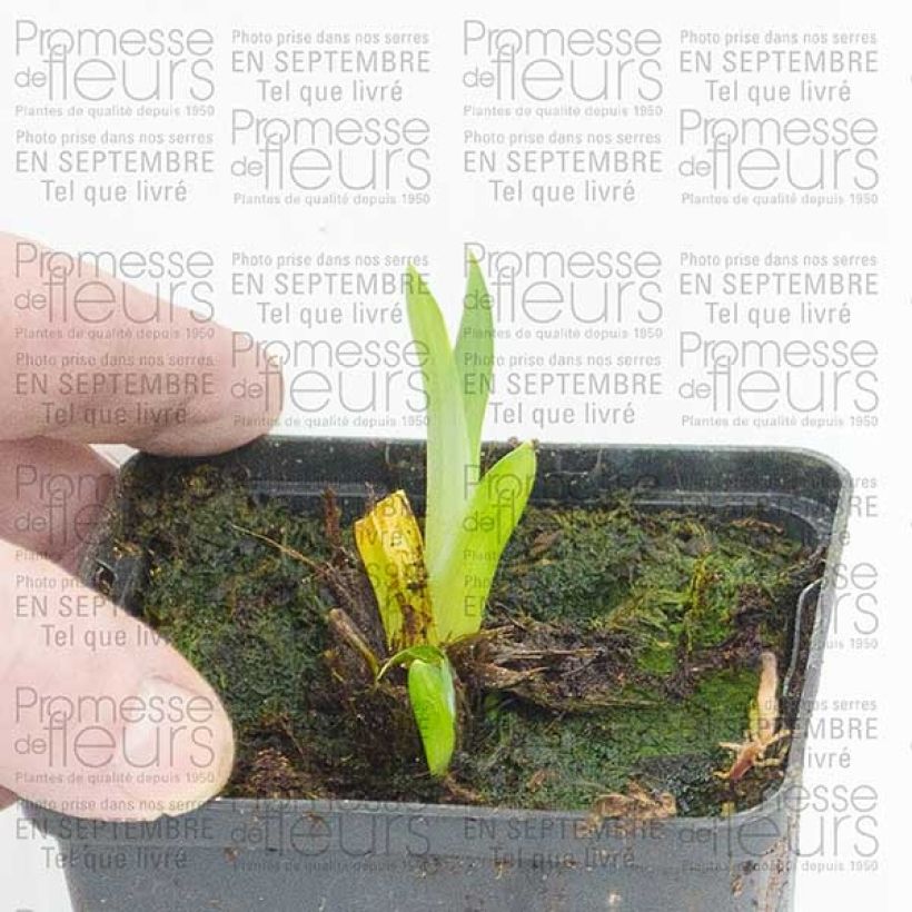Exemple de spécimen de Iris du Japon - Iris ensata Sensation Godet de 8/9 cm tel que livré
