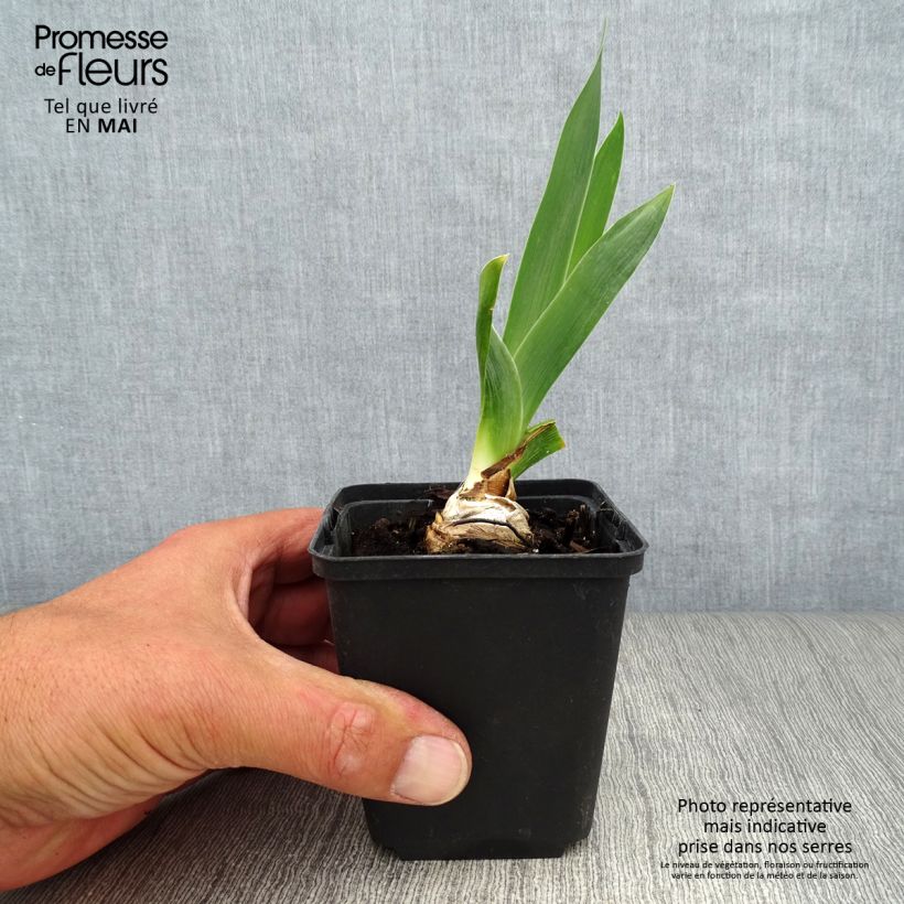Spécimen de Iris germanica Abondante Floraison - Iris des Jardins Godet de 8/9 cm tel que livré au printemps