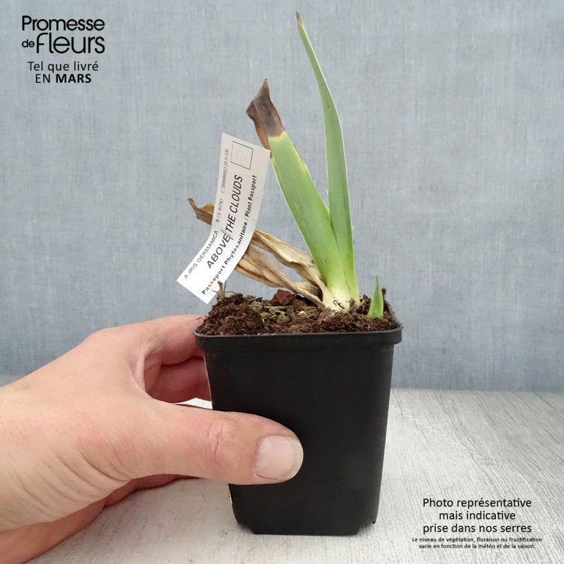 Spécimen de Iris germanica Above The Clouds - Iris des Jardins Godet de 8/9 cm tel que livré au printemps