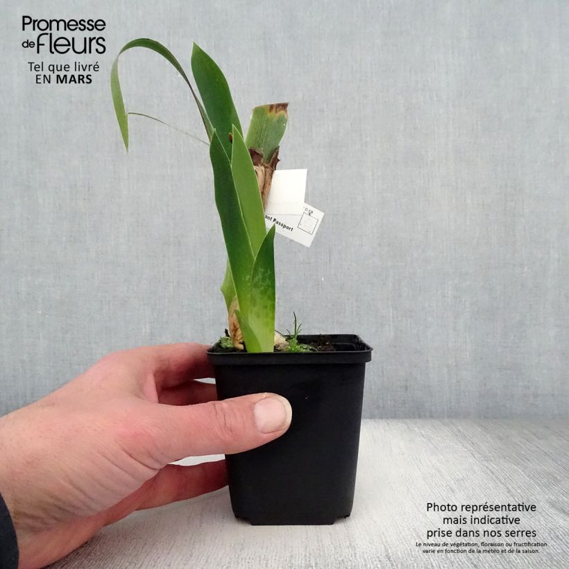 Spécimen de Iris germanica Above The Rim - Iris des Jardins Godet de 8/9 cm tel que livré au printemps