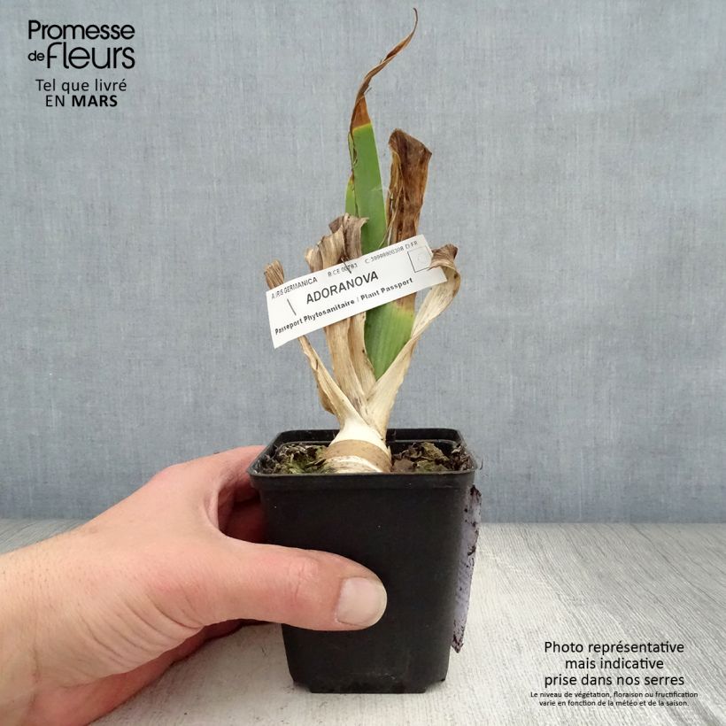 Spécimen de Iris germanica Adoranova - Iris des Jardins Godet de 8/9 cm tel que livré au printemps