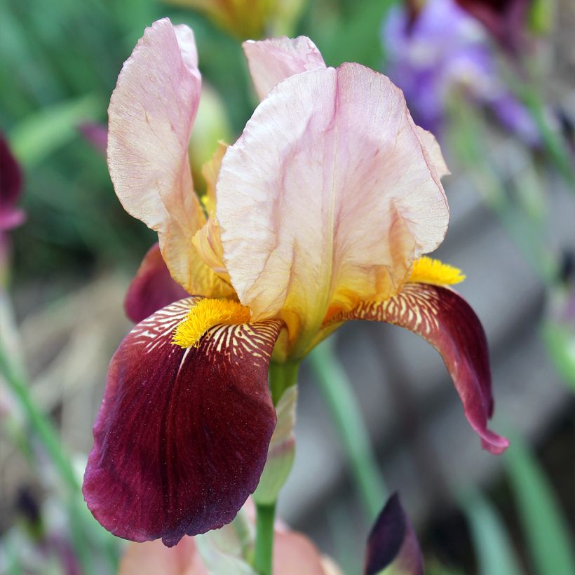 Iris germanica Agrippa - Iris des Jardins (Floraison)