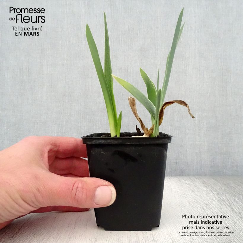 Spécimen de Iris germanica Alizes - Iris des Jardins Godet de 8/9 cm tel que livré au printemps