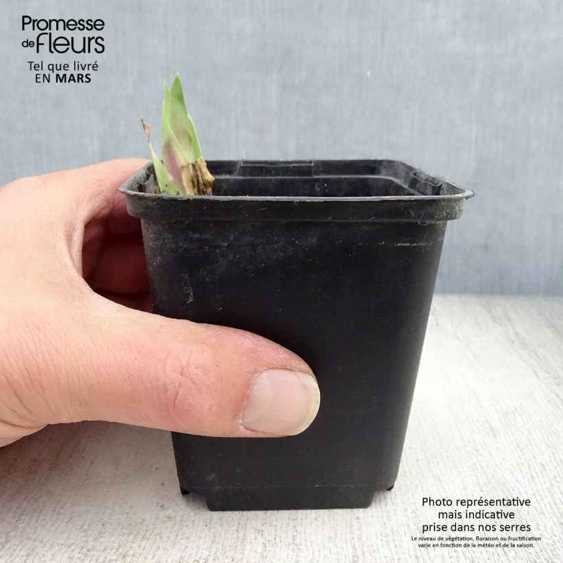 Spécimen de Iris germanica Art Déco - Iris des Jardins Godet de 8/9 cm tel que livré au printemps
