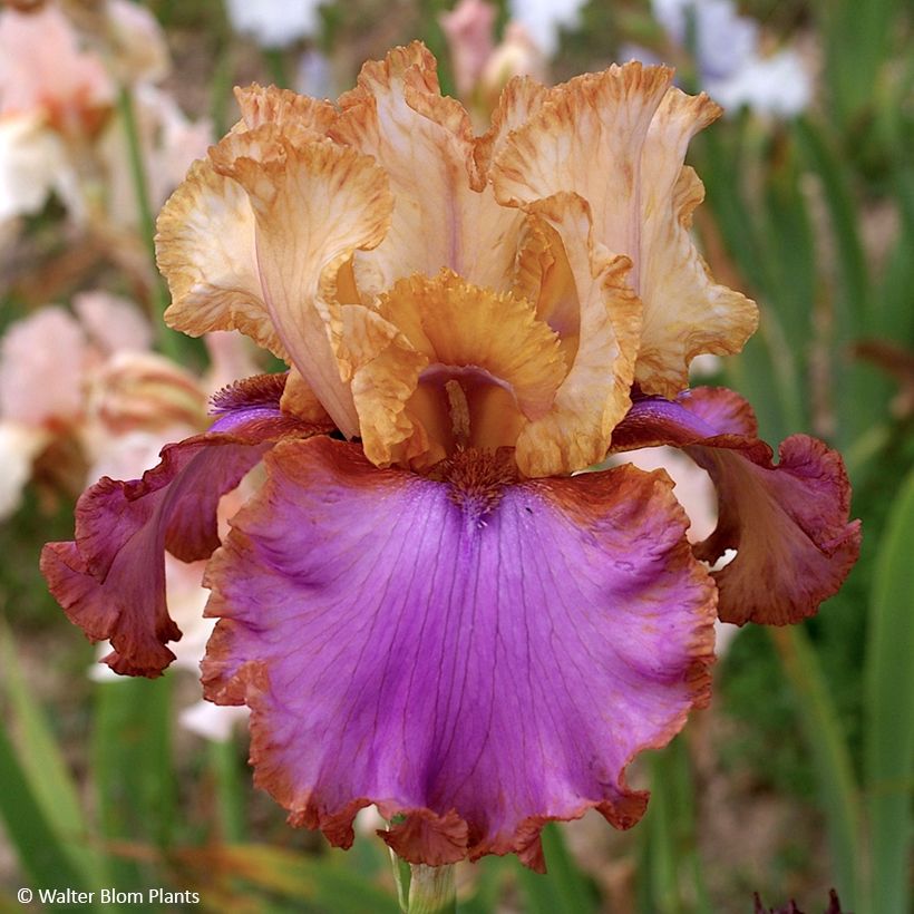 Iris germanica Au Sommet - Iris des Jardins (Floraison)