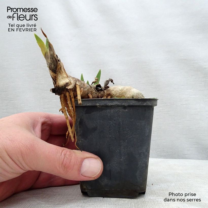 Spécimen de Iris germanica Ball of Confusion Godet de 8/9 cm tel que livré en hiver