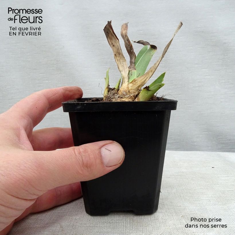 Spécimen de Iris germanica Batik - Shazam - Iris des jardins Godet de 8/9 cm, Calibre 4/6 tel que livré en hiver
