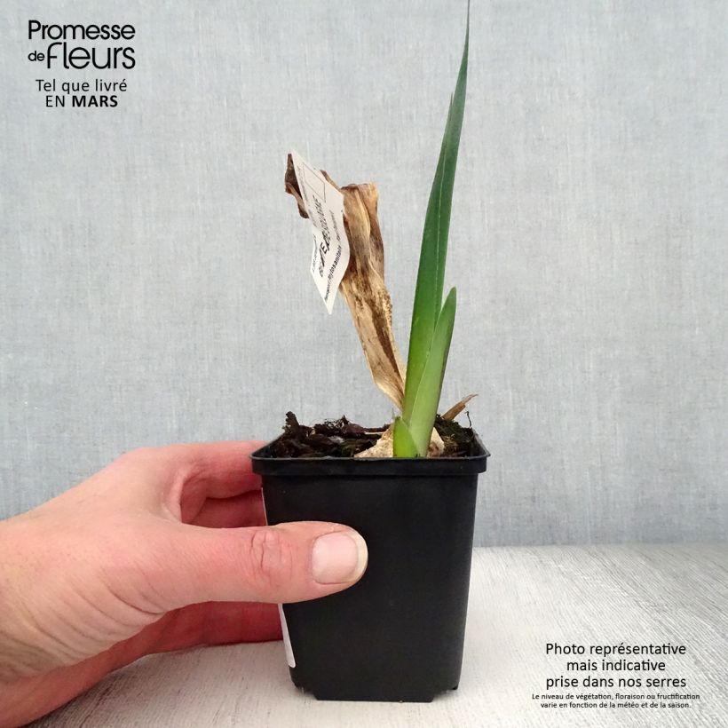 Spécimen de Iris germanica Beauté De Sologne - Iris des Jardins Godet de 8/9 cm tel que livré au printemps