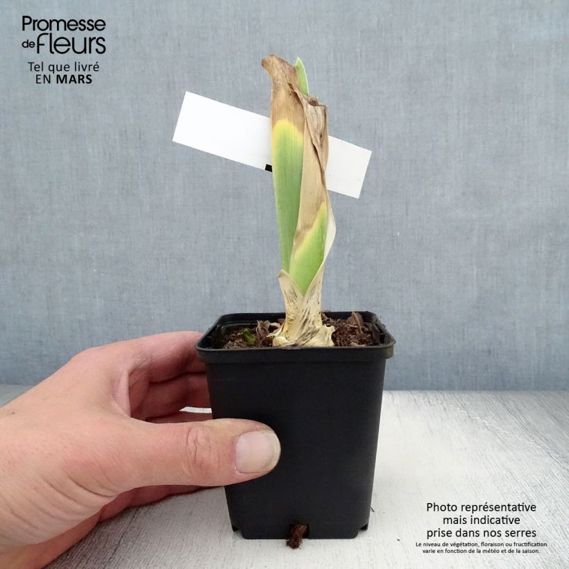 Spécimen de Iris germanica Bewitchment - Iris des Jardins Godet de 8/9 cm tel que livré au printemps