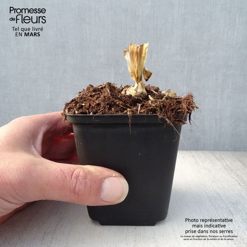 Spécimen de Iris germanica Blenheim Royal - Ship Shape - Iris des Jardins Godet de 8/9 cm, Calibre 4/6 tel que livré au printemps