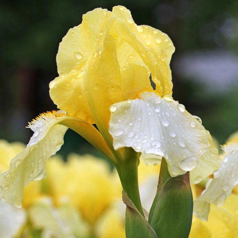 Iris germanica Blessed Again - Iris des Jardins intermédiaire remontant (Floraison)