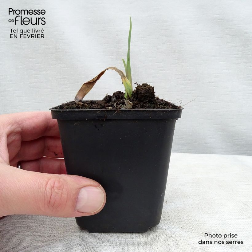 Spécimen de Iris germanica Bleu de Gien - Iris des Jardins Rhizome, Calibre 10/15, qualité extra tel que livré en hiver