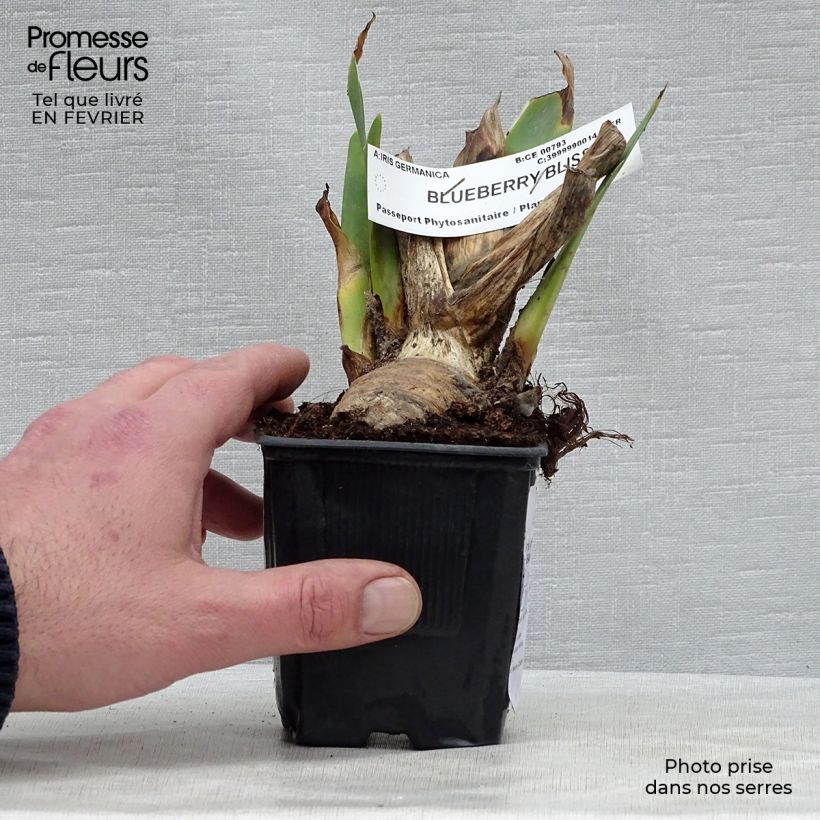 Spécimen de Iris germanica Blueberry Bliss - Iris des Jardins Godet de 8/9 cm tel que livré en hiver