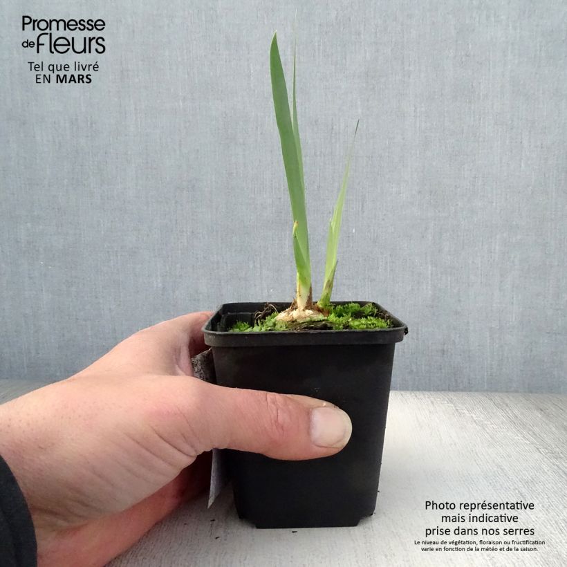 Spécimen de Iris germanica Bruno - Iris des Jardins Godet de 8/9 cm, Calibre 4/6 tel que livré au printemps