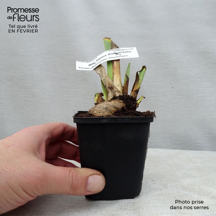 Spécimen de Iris germanica Buc Joyeux Anniversaire - Iris des jardins remontant Godet de 8/9 cm tel que livré en hiver