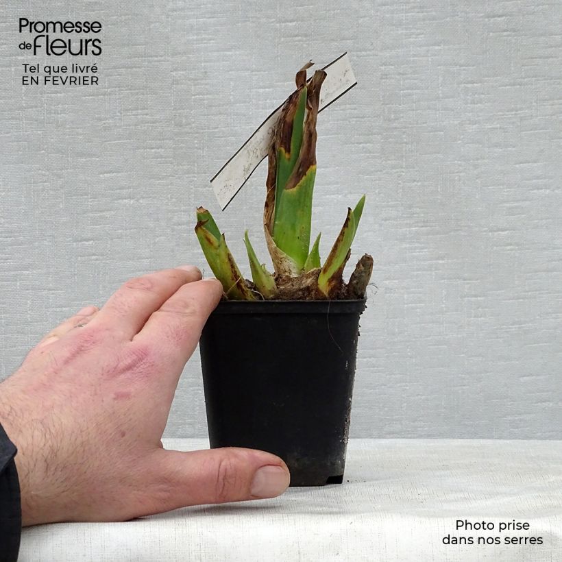 Spécimen de Iris germanica Cameo wine Godet de 8/9 cm tel que livré en hiver