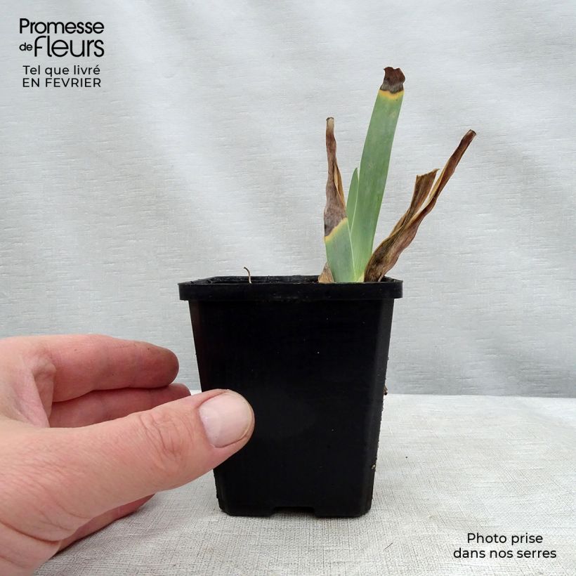 Spécimen de Iris germanica Caprice de Star Godet de 8/9 cm tel que livré en hiver