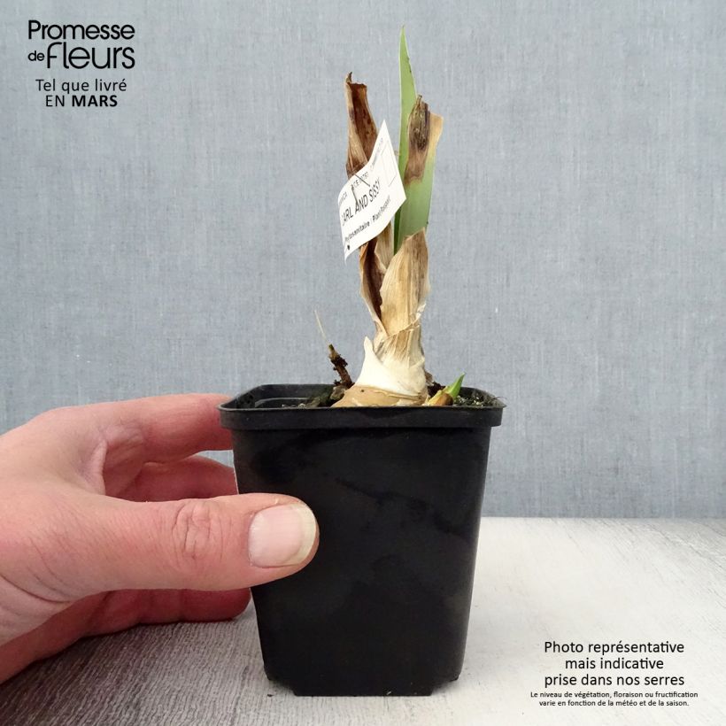 Spécimen de Iris germanica Carl and Sissy Godet de 8/9 cm tel que livré au printemps